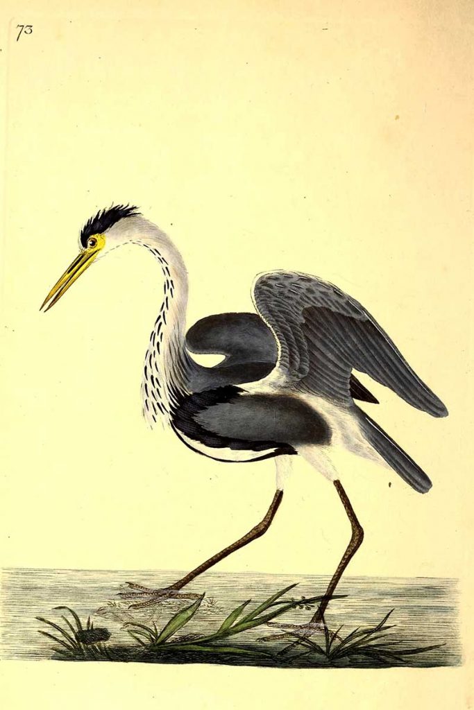 Grey heron painting