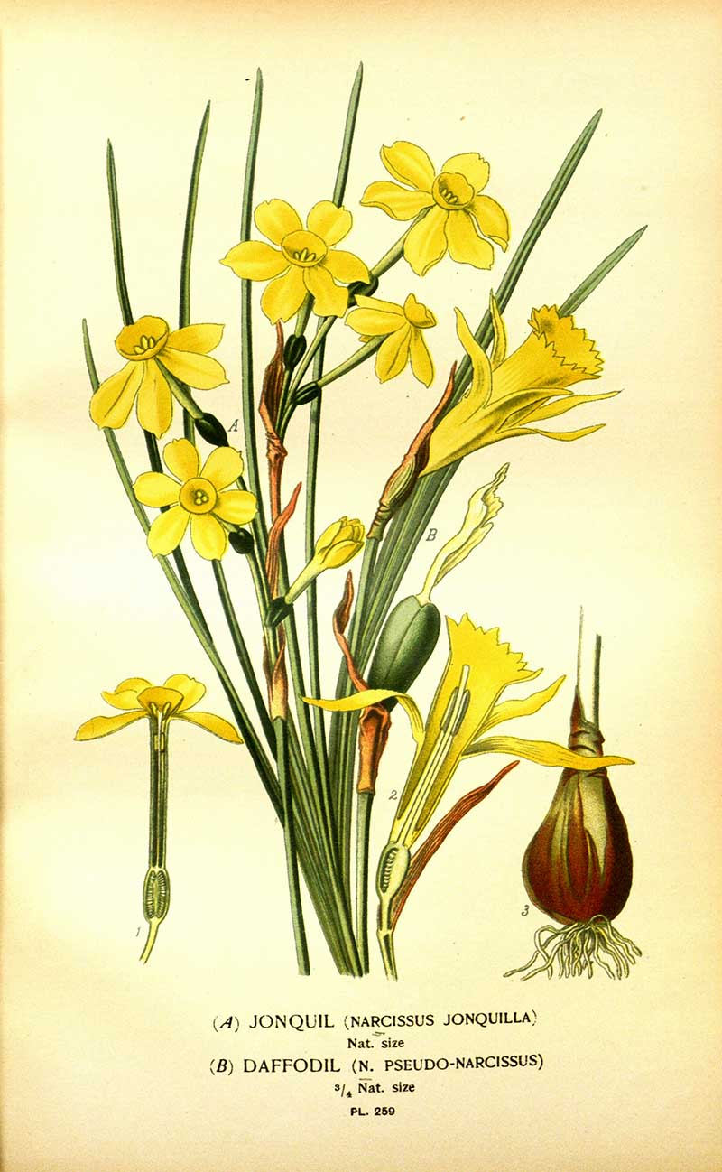 wild daffodils