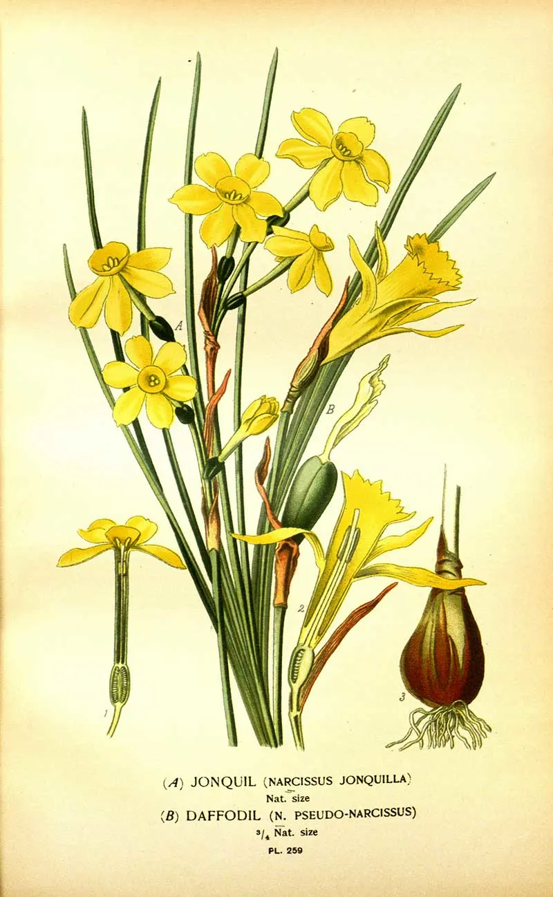 wild daffodils