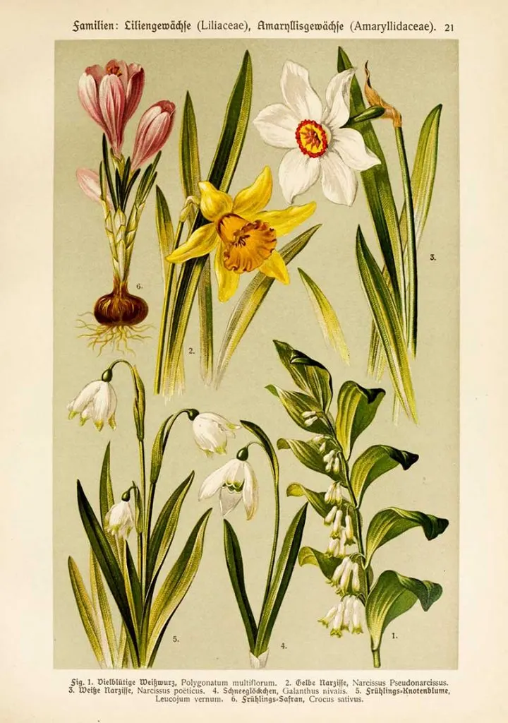 poets daffodil