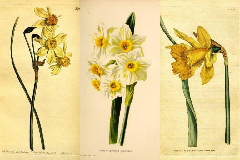 Free Vintage Daffodil Flower Drawings & Pictures In The Public Domain
