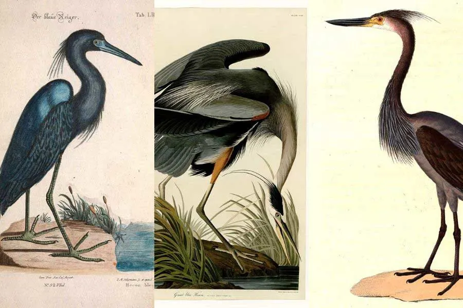 vintage heron paintings