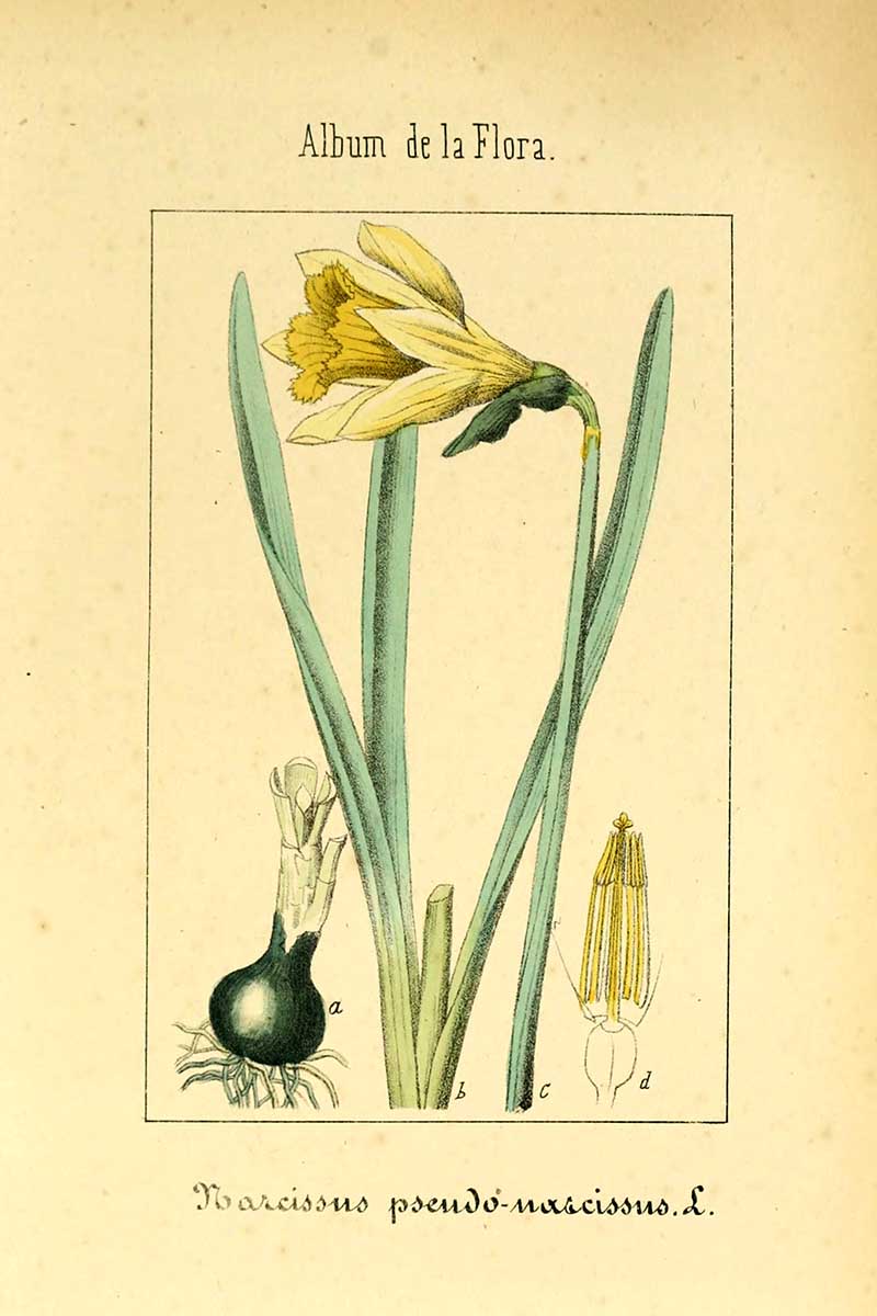 wild daffodils