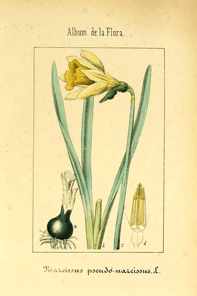 wild daffodils