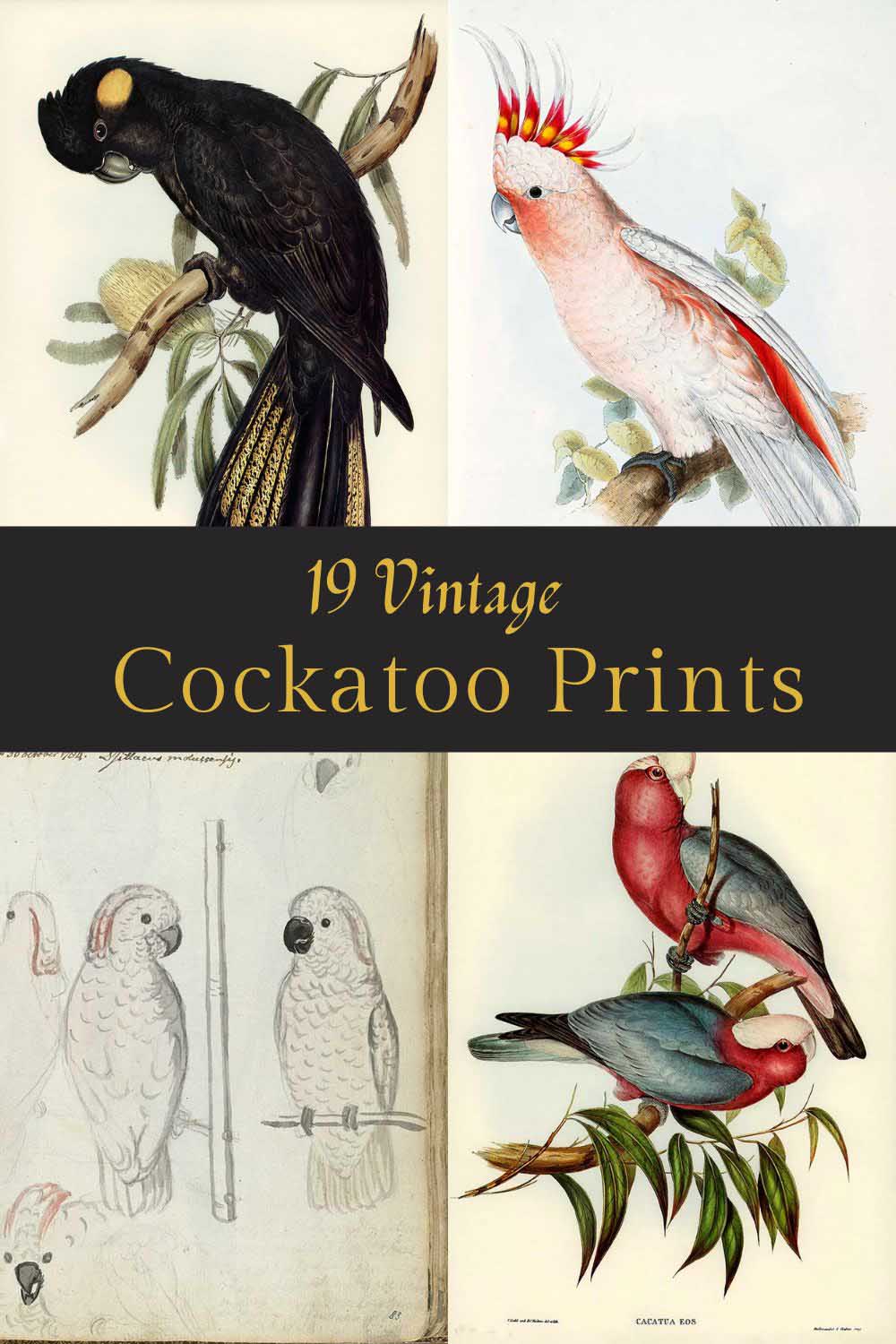 19 vintage cockatoo prints and illustrations pin