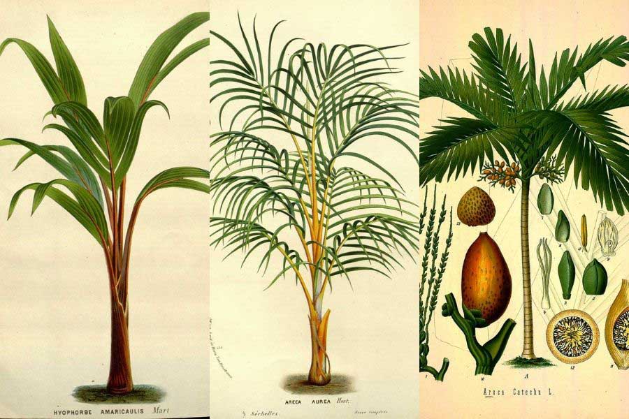 Free-Printable-palm-tree-illustrations