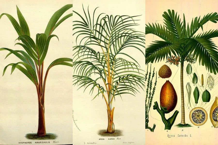 Free-Printable-palm-tree-illustrations
