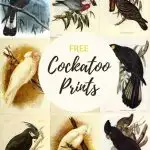free vintage bird prints