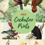 Cockatoo illustrations domain free