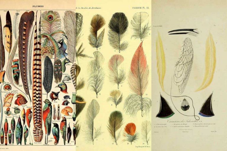 vintage feather images
