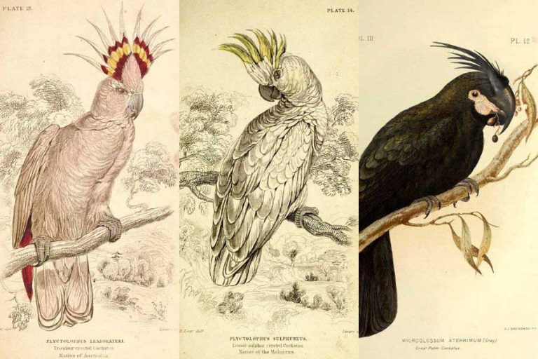 vintage cockatoo prints