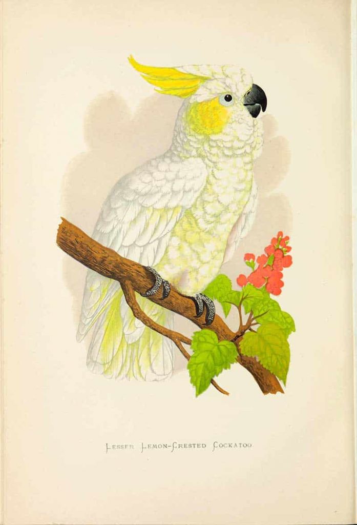 lesser lemon crested cockatoo