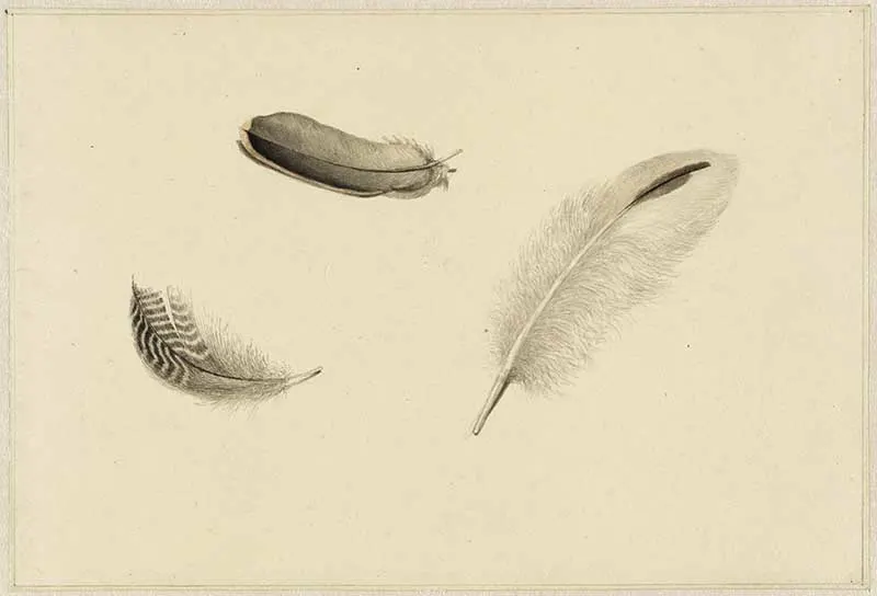 three feathers Dirk Salm