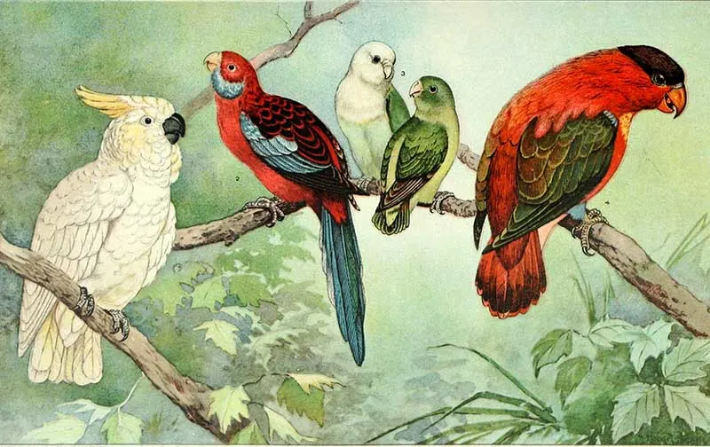 Free print of cockatoos and parrots
