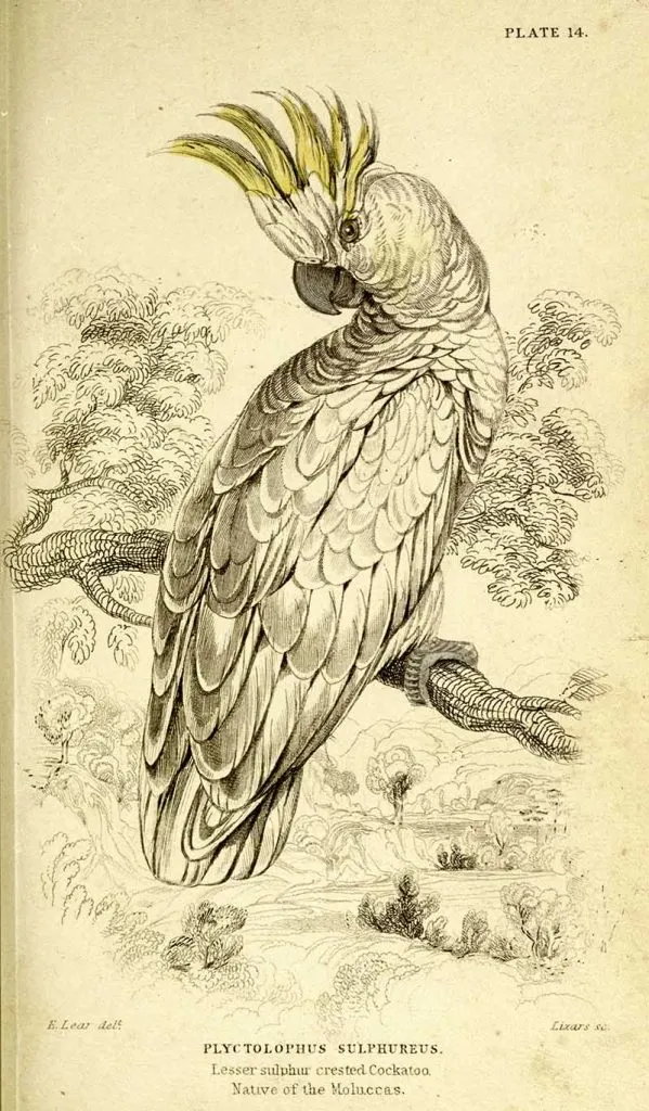 Sulphur crested cockatoo