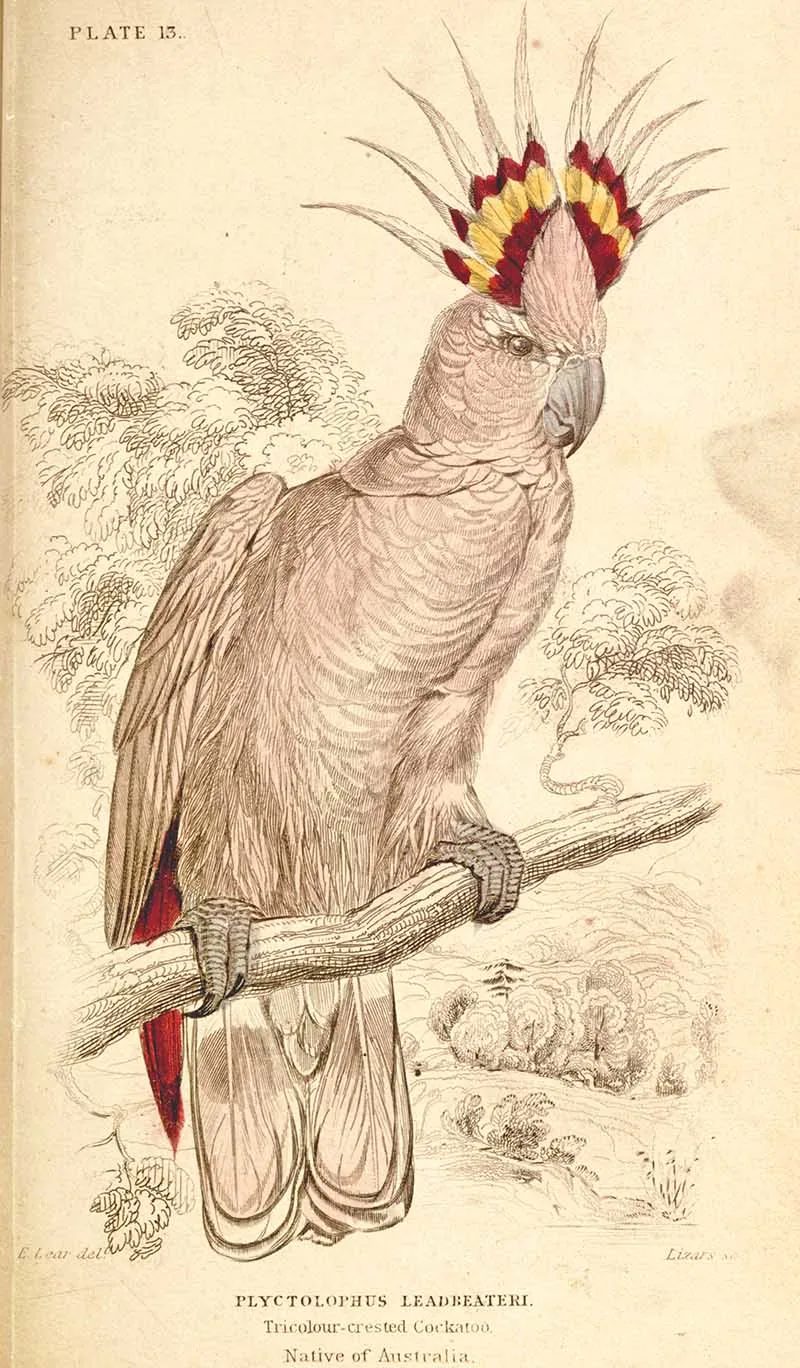 Tricolor crested cockatoo