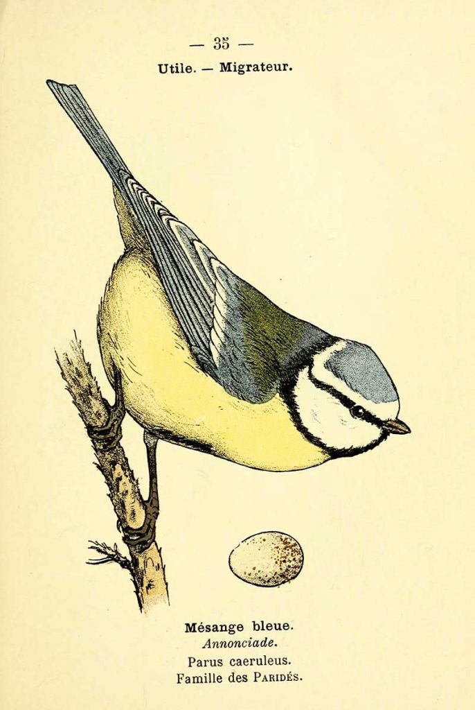 Blue tit and egg