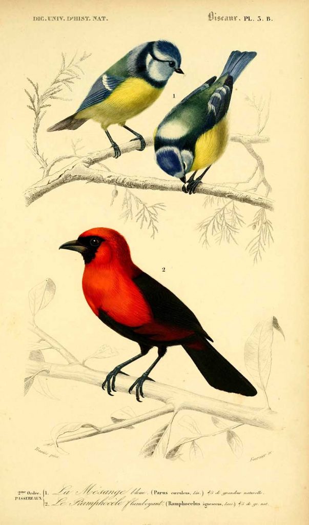 Blue tits and masked crimson tanager