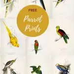 Vintage parrot paintings