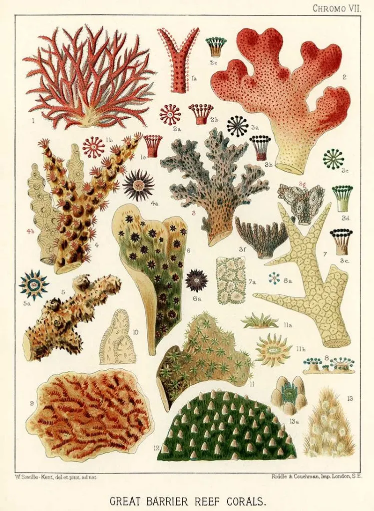 Great Barrier Reef Corals from The Great Barrier Reef of Austral