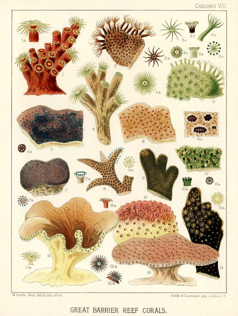 free vintage coral prints