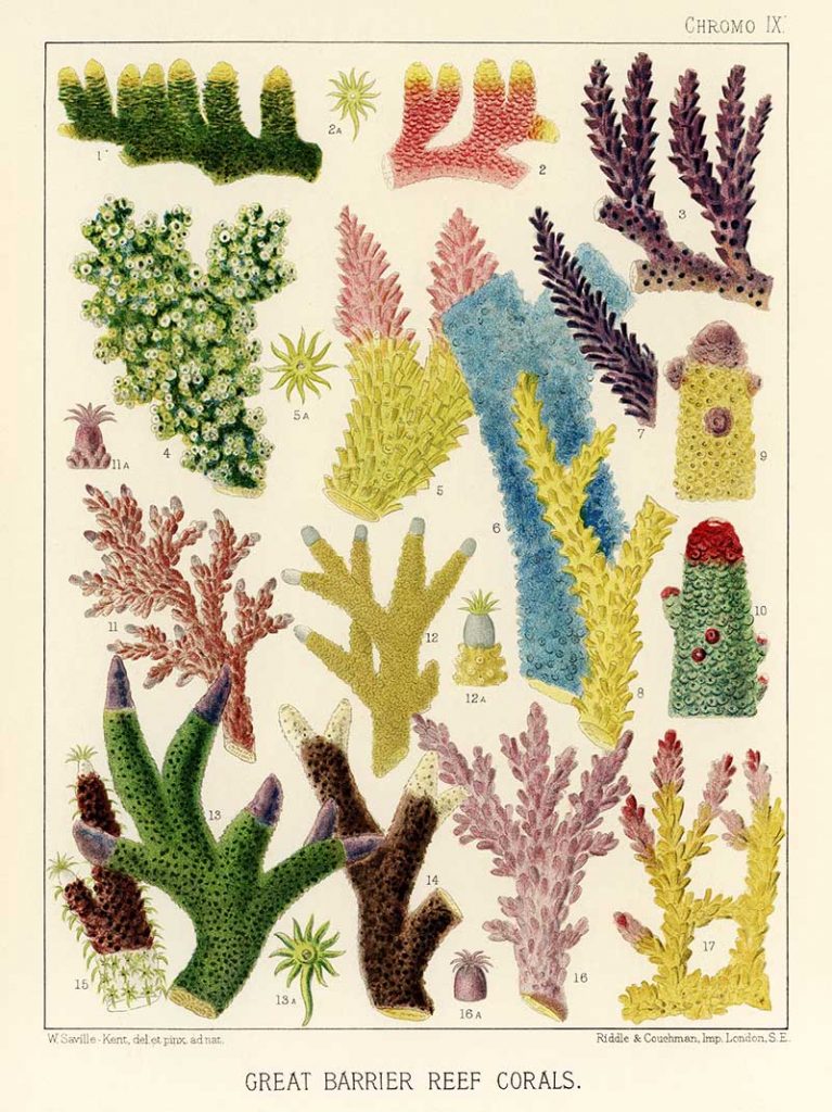 Vintage colorful coral identification posters