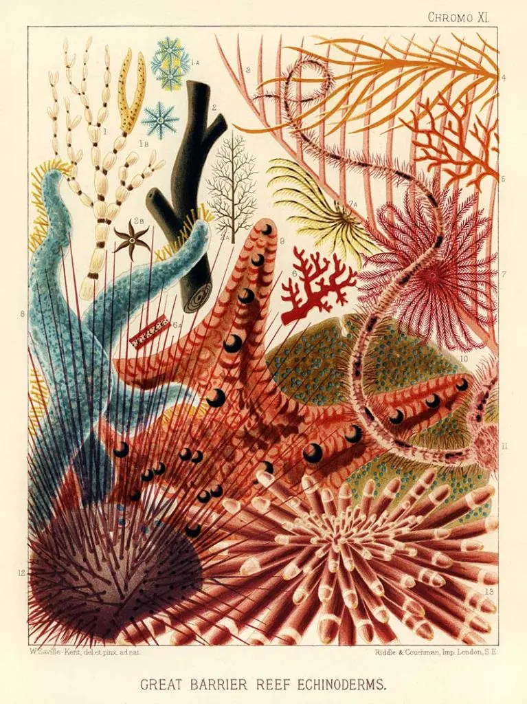 Sealife posters of the great barrier reef