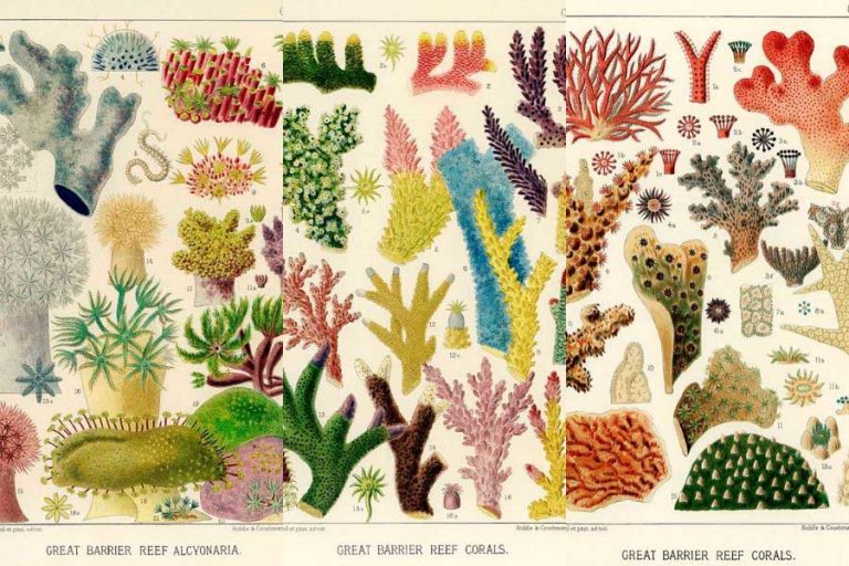 Great Barrier Reef ft