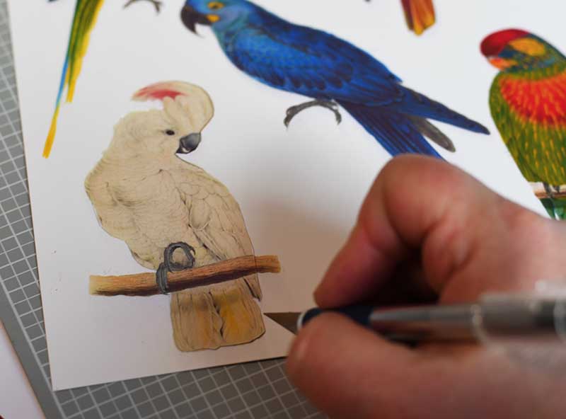 Cutting out the parrots
