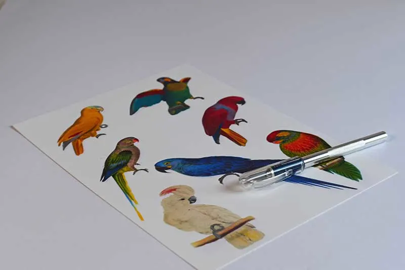 Parrot clip art for parrot decor