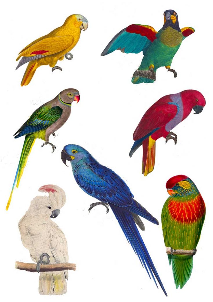 Vintage parrot clip art.