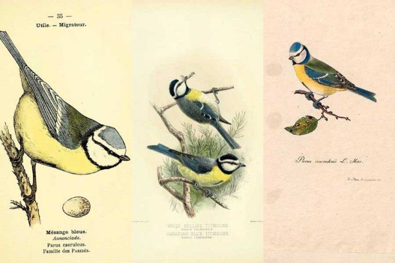 Free Wonderful Vintage Blue Tit Drawings For Spring