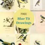 Vintage blue tit prints