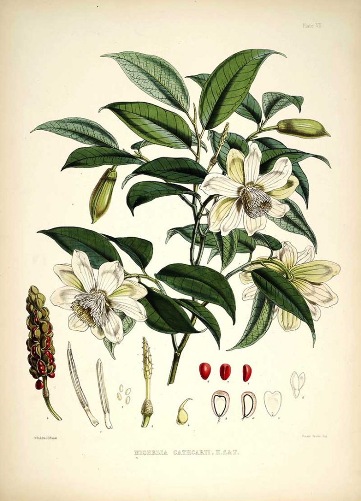 Cathcarts Magnolia print