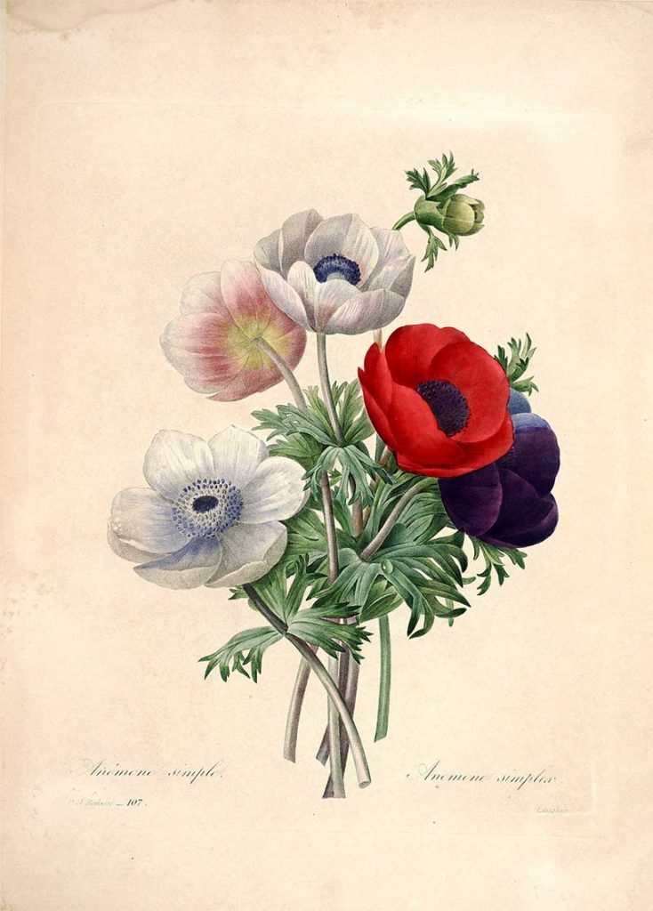 Redoute Flowers from