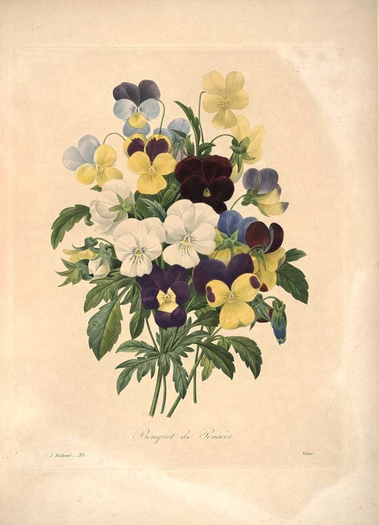 Bouquet of pansies