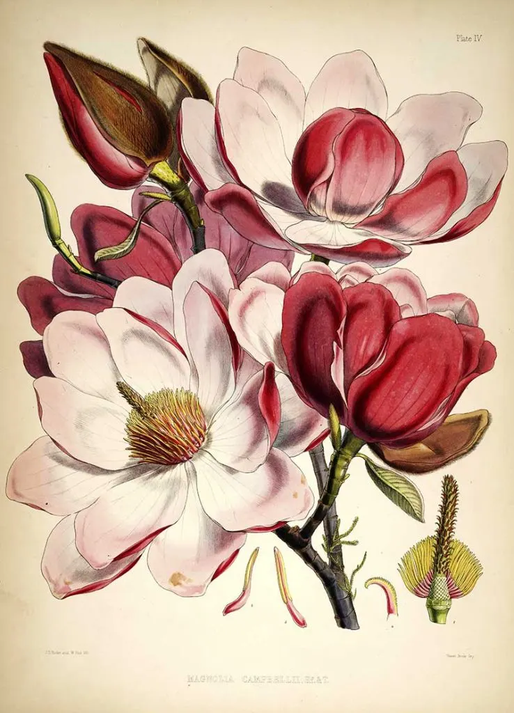 Magnolia_campbellii