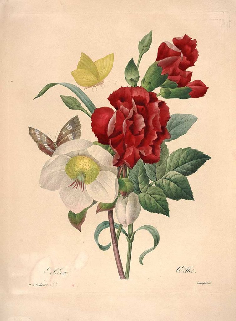 Ellebore Oeillet, from "Choix des plus belles fleurs