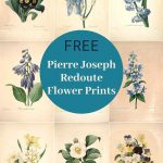 vintage flower prints by Redoute