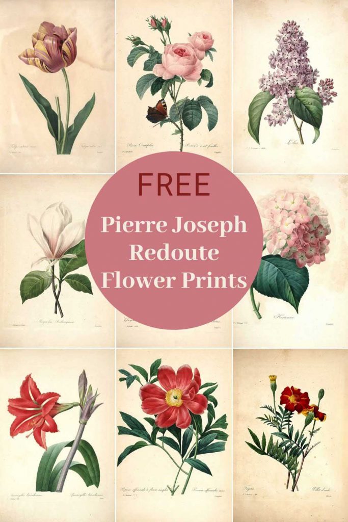 Free Pierre Joseph Redoute flower prints 