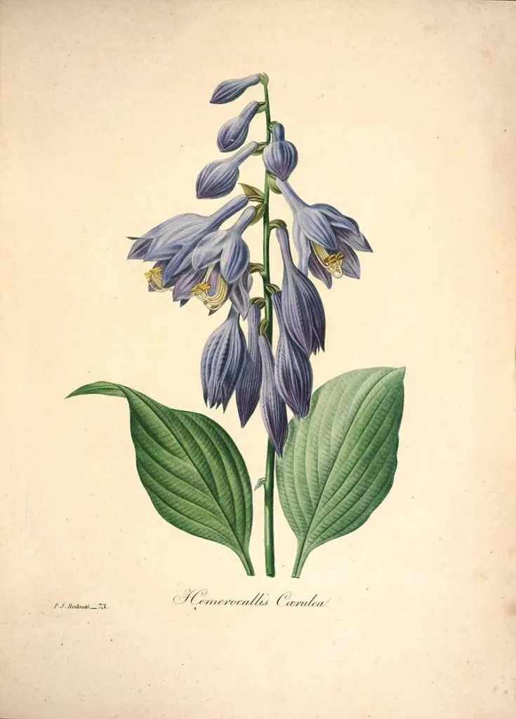 Hemerocallis daylily