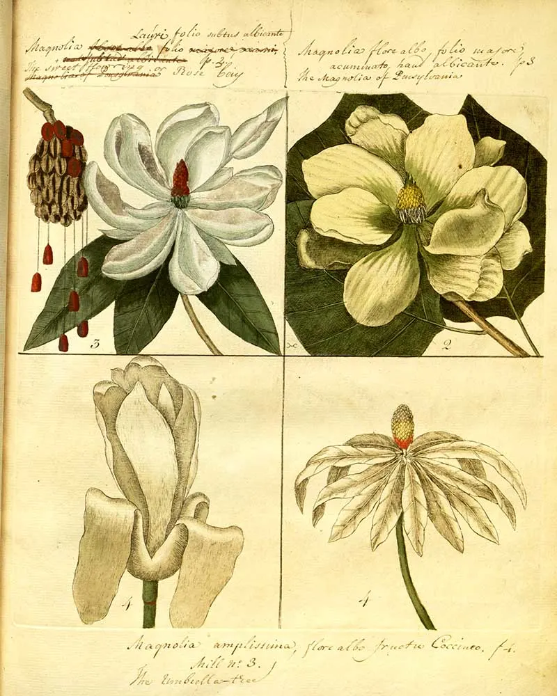 Four vintage magnolia drawings