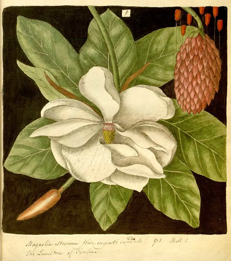 Magnolia prints