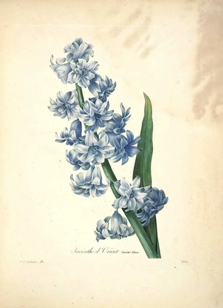 Hyacinthus orientalis Choix_des_plus_belles_fleurs s