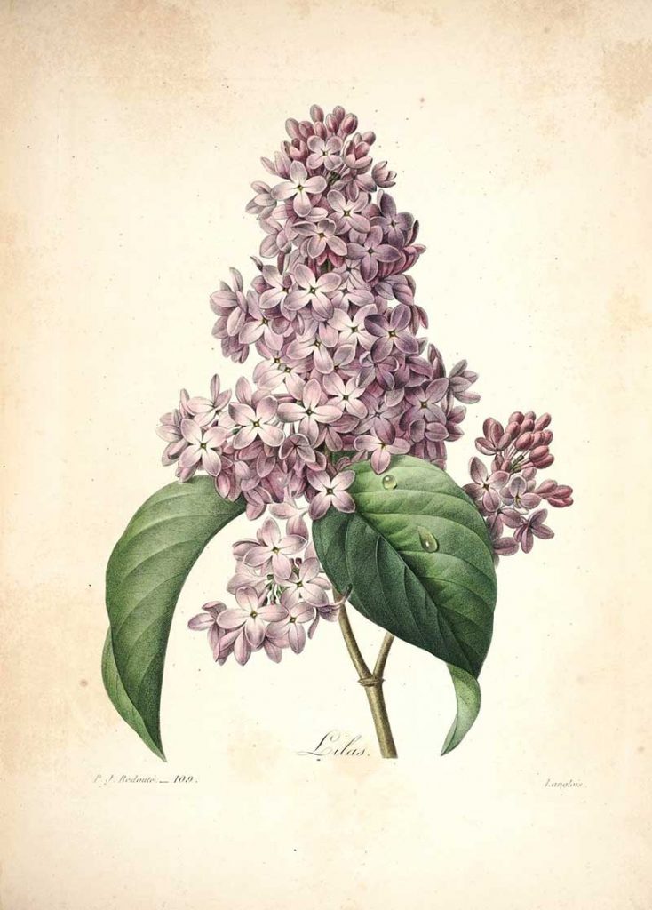 Lilac Print from Choix des plus belles fleurs