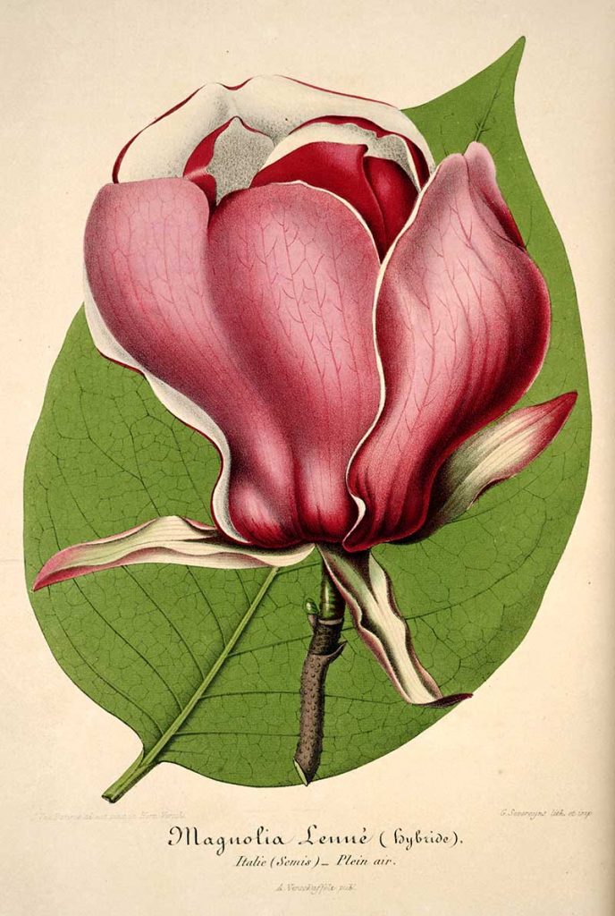 vintage magnolia print