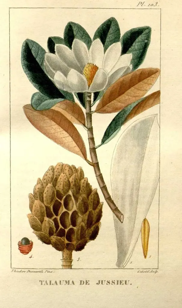 vintage magnolia print