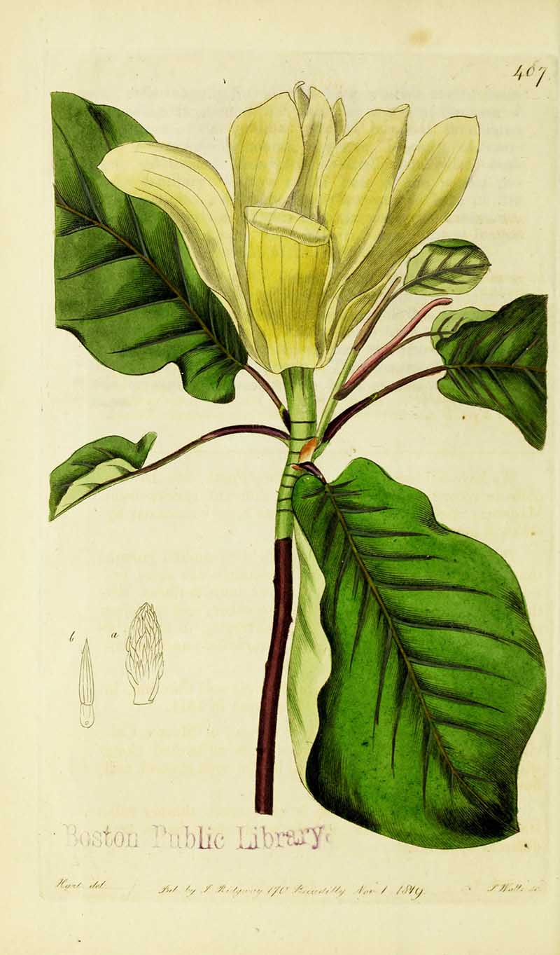 vintage magnolia botanical prints