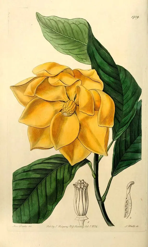 Egg magnolia botanical illustration