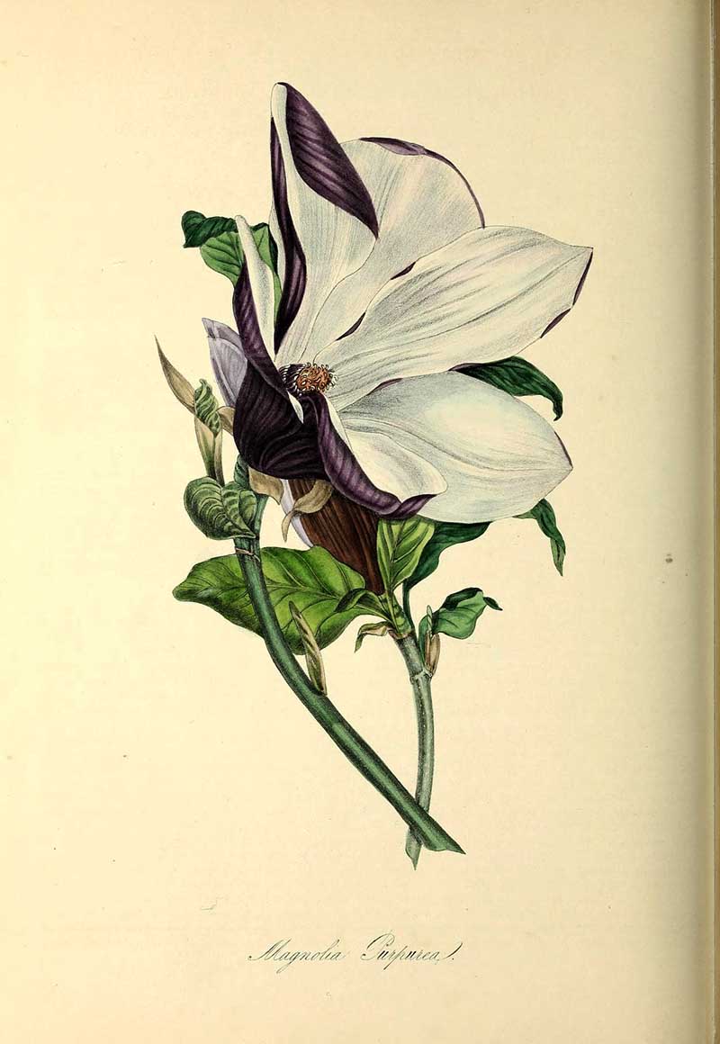 Purple magnolia